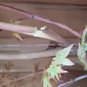 Gardening Express - Acer tree - Photo 4