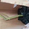 Gardening Express - Acer tree - Photo 5
