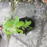 Gardening Express - Numerous plants - Photo 2
