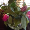 Prestige Flowers - quality of the flowers - Photo 1