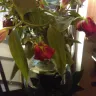 Prestige Flowers - quality of the flowers - Photo 2