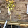 Gardening Express - Cascading gold acer - Photo 1