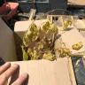 Gardening Express - Cascading gold acer - Photo 2