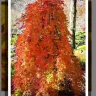 Gardening Express - Cascading gold acer - Photo 3
