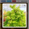Gardening Express - Cascading gold acer - Photo 4