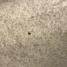 InTown Suites - bed bugs