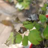 Gardening Express - Order #600126547 - raspberry plant ruby beauty. Delivered in poor condition - Photo 1