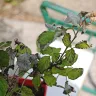 Gardening Express - Order #600126547 - raspberry plant ruby beauty. Delivered in poor condition - Photo 2