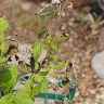 Gardening Express - Order #600126547 - raspberry plant ruby beauty. Delivered in poor condition - Photo 3