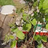 Gardening Express - Order #600126547 - raspberry plant ruby beauty. Delivered in poor condition