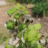 Gardening Express - Order #600126547 - raspberry plant ruby beauty. Delivered in poor condition - Photo 5