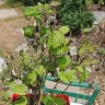 Gardening Express - Order #600126547 - raspberry plant ruby beauty. Delivered in poor condition