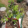 Gardening Express - Order #600126547 - raspberry plant ruby beauty. Delivered in poor condition