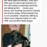 Tara Johnson - english mastiff puppies