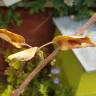 Gardening Express - multi apple tree - doa - Photo 1