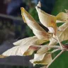Gardening Express - multi apple tree - doa - Photo 2