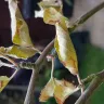 Gardening Express - multi apple tree - doa - Photo 3