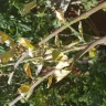 Gardening Express - multi apple tree - doa - Photo 4