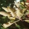Gardening Express - multi apple tree - doa - Photo 5
