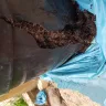 Gardening Express - multi apple tree - doa - Photo 6