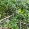 Craigslist - landscaping service - Photo 1