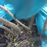 Gardening Express - Unacceptable plants.. Dried out.. Brown curled leaves... - Photo 1