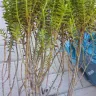 Gardening Express - Unacceptable plants.. Dried out.. Brown curled leaves... - Photo 3