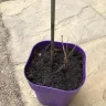 Gardening Express - targa.0l clematis - Photo 1