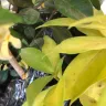 Gardening Express - Product - yellow, dry, squashed, unhealthy plants. - Photo 1