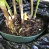 Gardening Express - Product - yellow, dry, squashed, unhealthy plants. - Photo 2