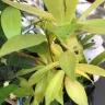 Gardening Express - Product - yellow, dry, squashed, unhealthy plants. - Photo 3