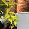 Gardening Express - Product - yellow, dry, squashed, unhealthy plants. - Photo 4