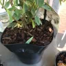 Gardening Express - Product - yellow, dry, squashed, unhealthy plants. - Photo 6
