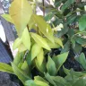 Gardening Express - Product - yellow, dry, squashed, unhealthy plants.