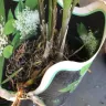 Gardening Express - Product - yellow, dry, squashed, unhealthy plants. - Photo 8