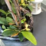 Gardening Express - Product - yellow, dry, squashed, unhealthy plants. - Photo 9