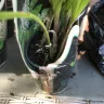 Gardening Express - Product - yellow, dry, squashed, unhealthy plants. - Photo 10