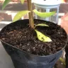 Gardening Express - Product - yellow, dry, squashed, unhealthy plants. - Photo 11