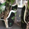 Gardening Express - Product - yellow, dry, squashed, unhealthy plants. - Photo 12