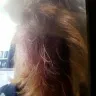 Hair Cuttery - stylist didn't provide cut as requested! horrible service! full refund requested so I can get it fixed!!! - Photo 2