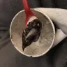 Dairy Queen - blizzards - Photo 1