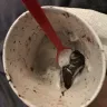 Dairy Queen - blizzards - Photo 2