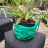 Gardening Express - 600130657 large dicksonia antarctica - Photo 1