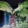 Gardening Express - 600130657 large dicksonia antarctica - Photo 2