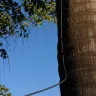 Telkom SA SOC - neighbour telephone line installation - my king palm tree used a s pole