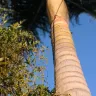 Telkom SA SOC - neighbour telephone line installation - my king palm tree used a s pole
