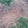 Spectrum.com - cut underground dog fence - Photo 1