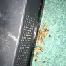Letgo - 70 inch sharp aquos tv. - Photo 1
