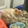 PetSmart - animal mistreatment - Photo 7
