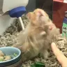 PetSmart - animal mistreatment - Photo 4